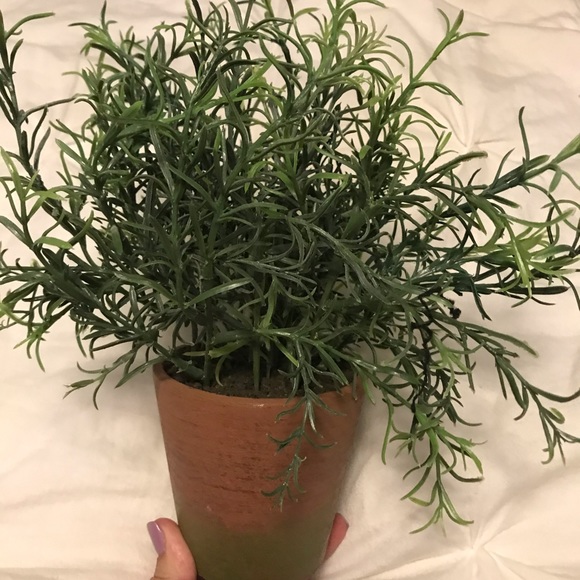 Greenery potted plant - Picture 1 of 1